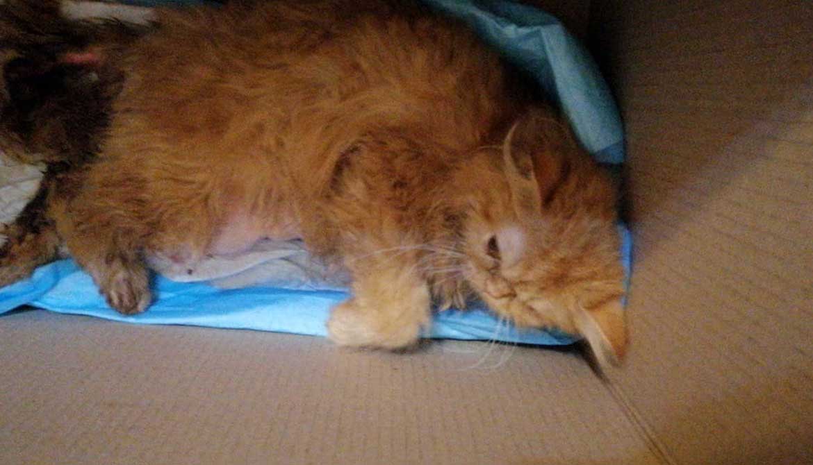 SOUBA: THE COMPLICATION OF A DELIVERING CAT MOM