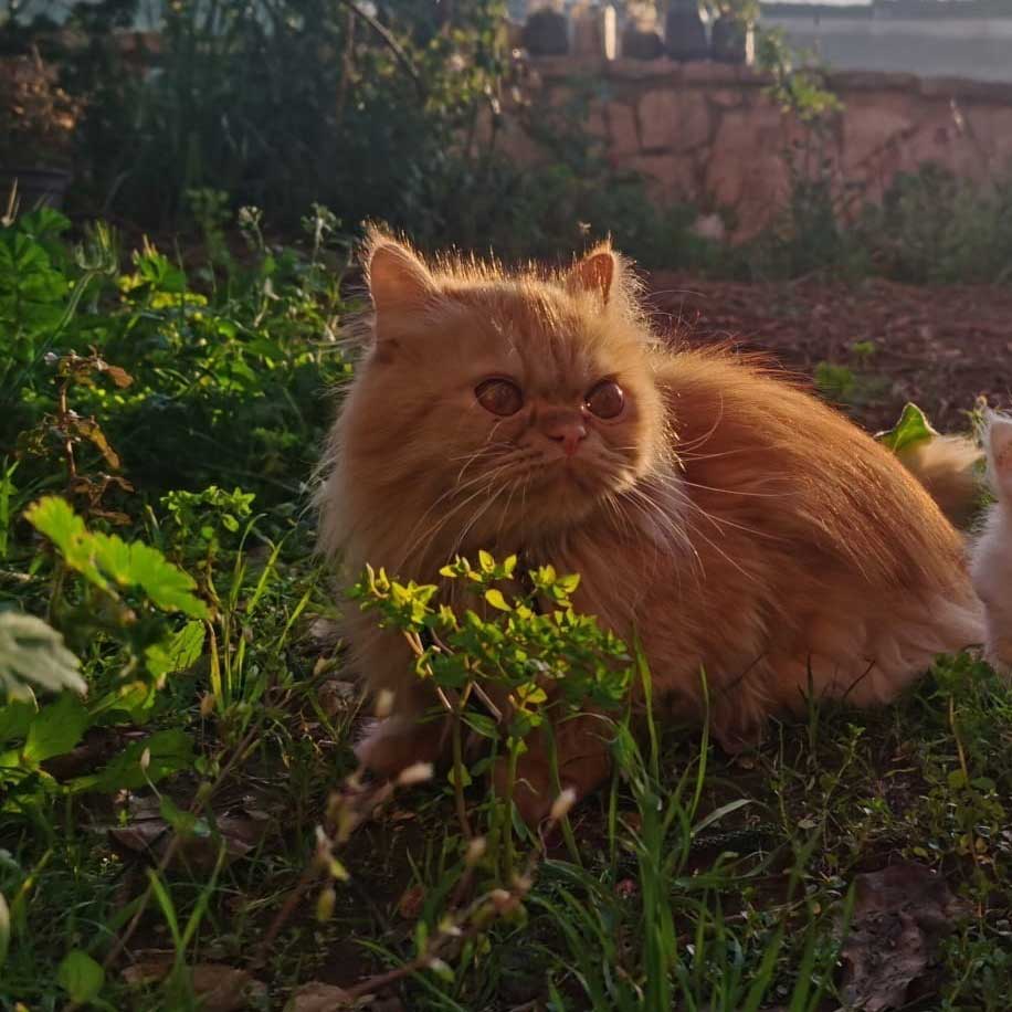 SOUBA: THE COMPLICATION OF A DELIVERING CAT MOM
