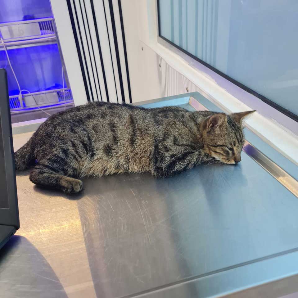 TIGER: ANOTHER STRAY CAT NEEDING HELP