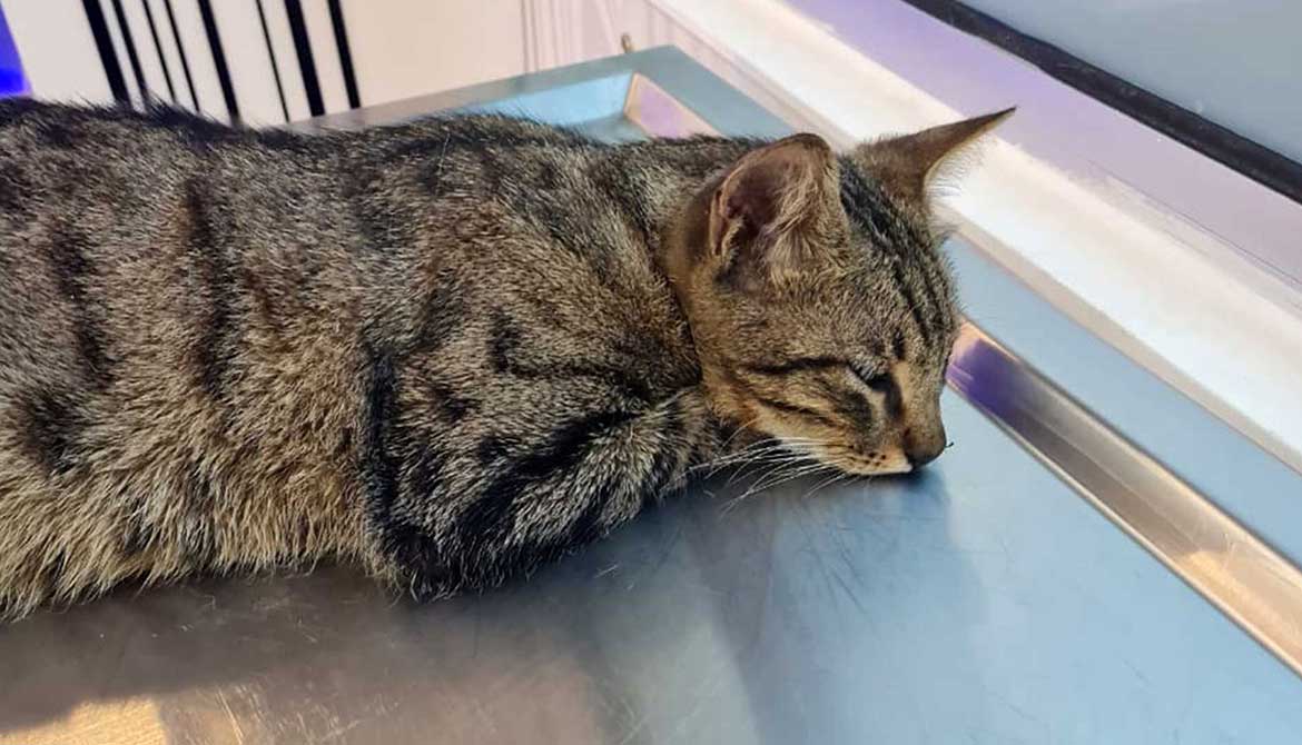 TIGER: ANOTHER STRAY CAT NEEDING HELP