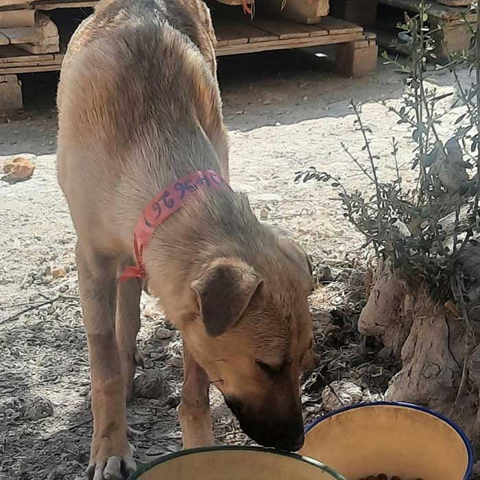 TO THE HELP OF SHELTER CASES