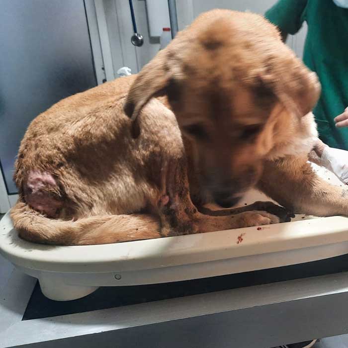 TO THE HELP OF SHELTER CASES