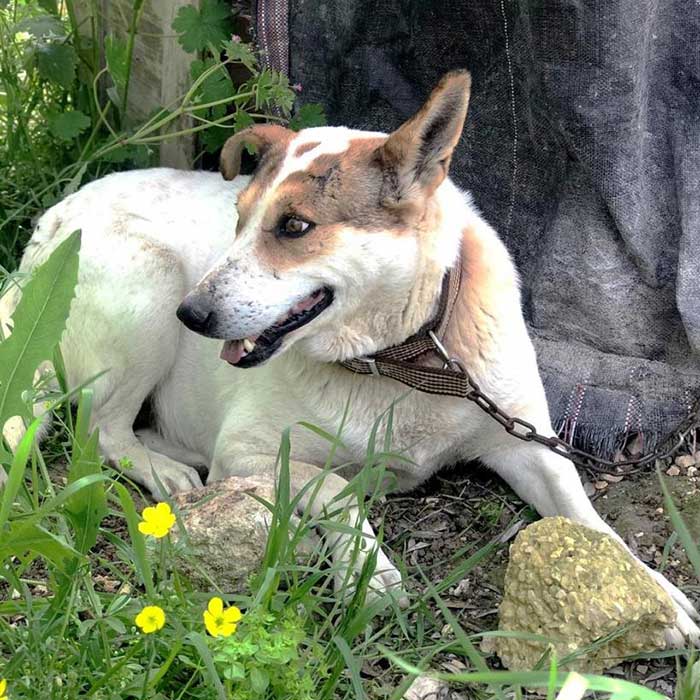 TO THE HELP OF SHELTER CASES