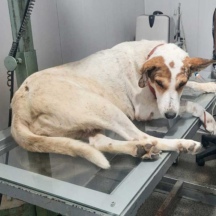 TO THE HELP OF SHELTER CASES
