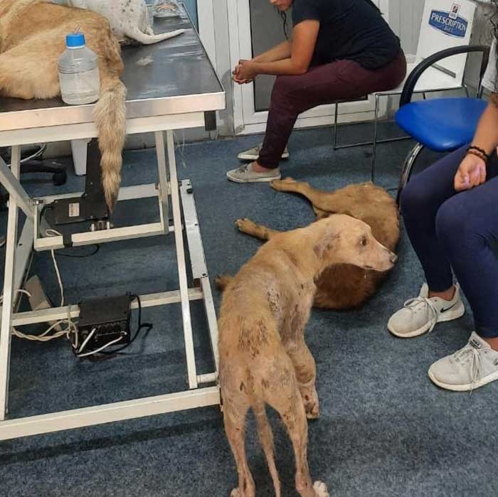 TO THE HELP OF SHELTER CASES