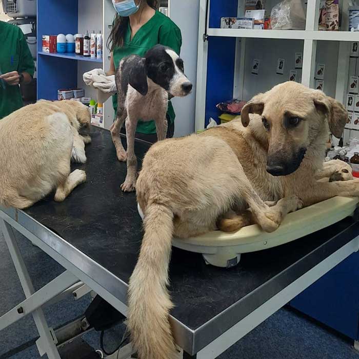 TO THE HELP OF SHELTER CASES