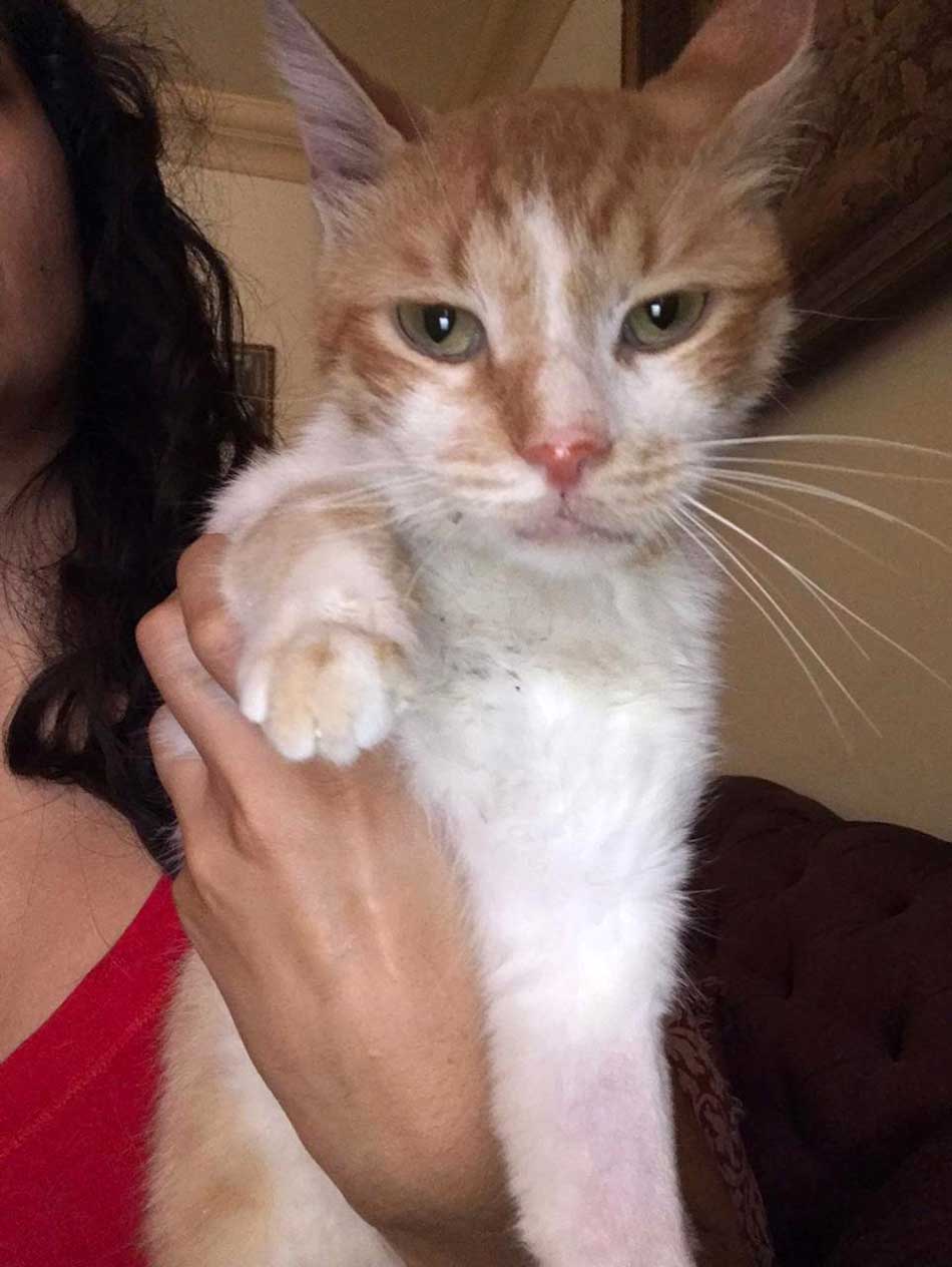 BARNI: A RESCUED CAT FROM SAIDA
