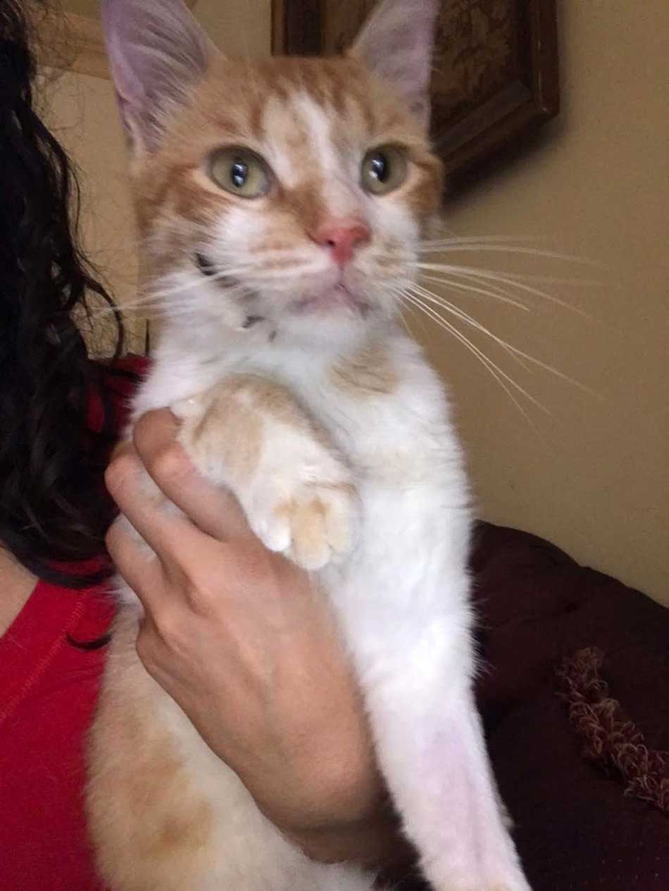 BARNI: A RESCUED CAT FROM SAIDA