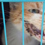 BARNI: A RESCUED CAT FROM SAIDA