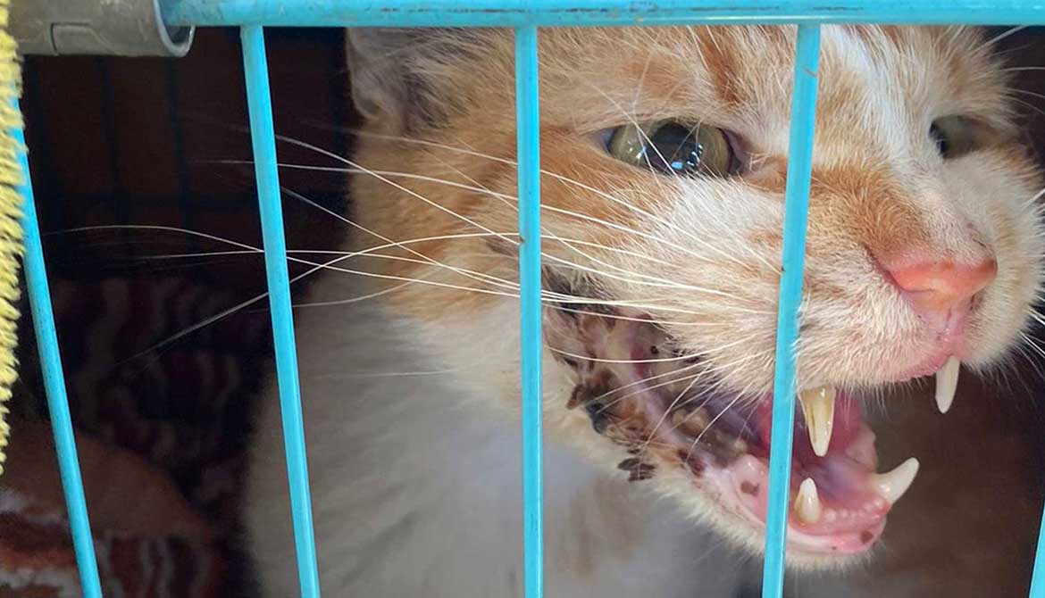 BARNI: A RESCUED CAT FROM SAIDA