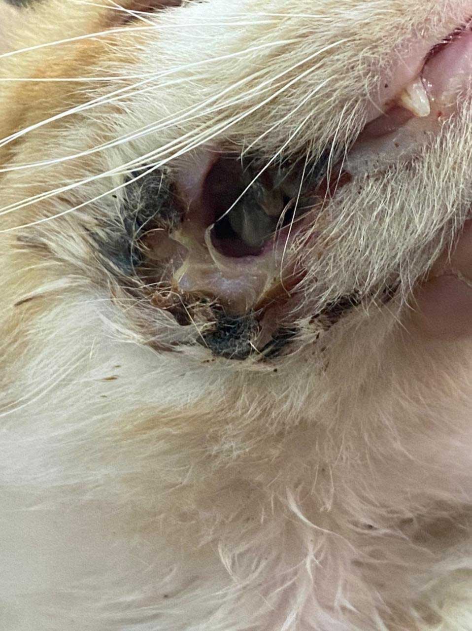 BARNI: A RESCUED CAT FROM SAIDA