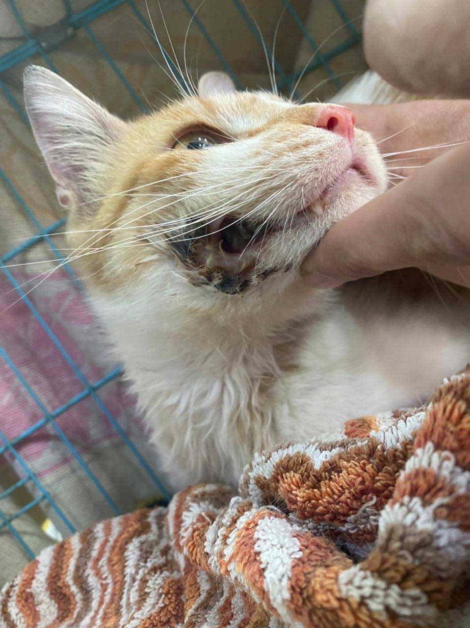 BARNI: A RESCUED CAT FROM SAIDA