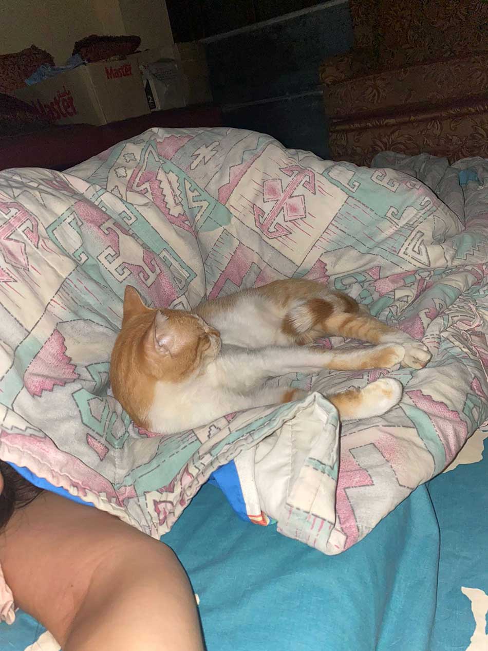 BARNI: A RESCUED CAT FROM SAIDA