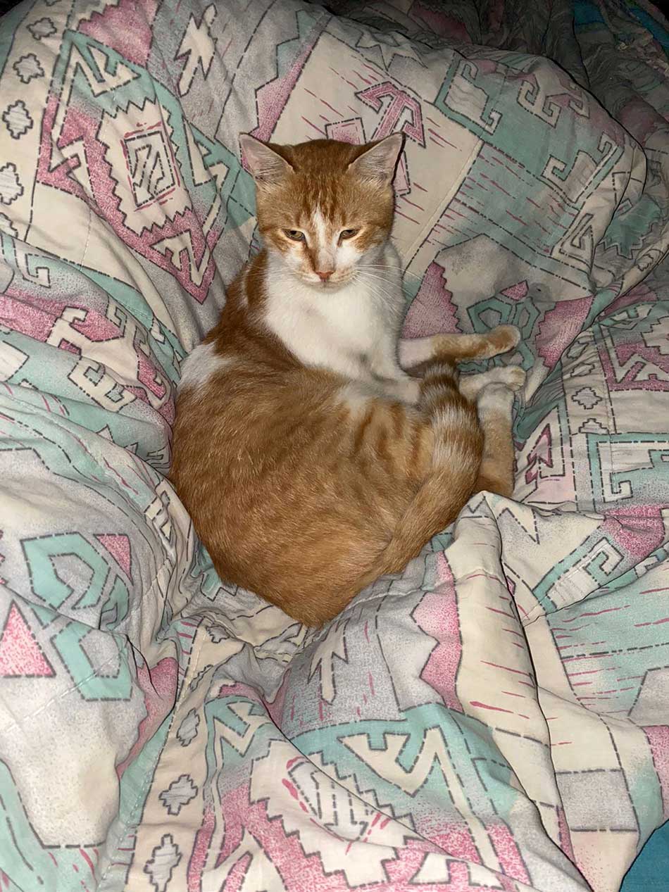 BARNI: A RESCUED CAT FROM SAIDA