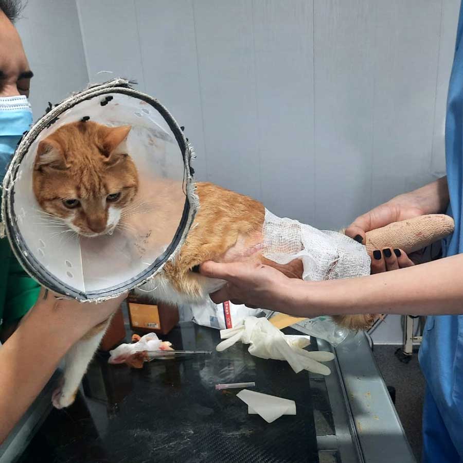 TO THE HELP OF SHELTER CASES