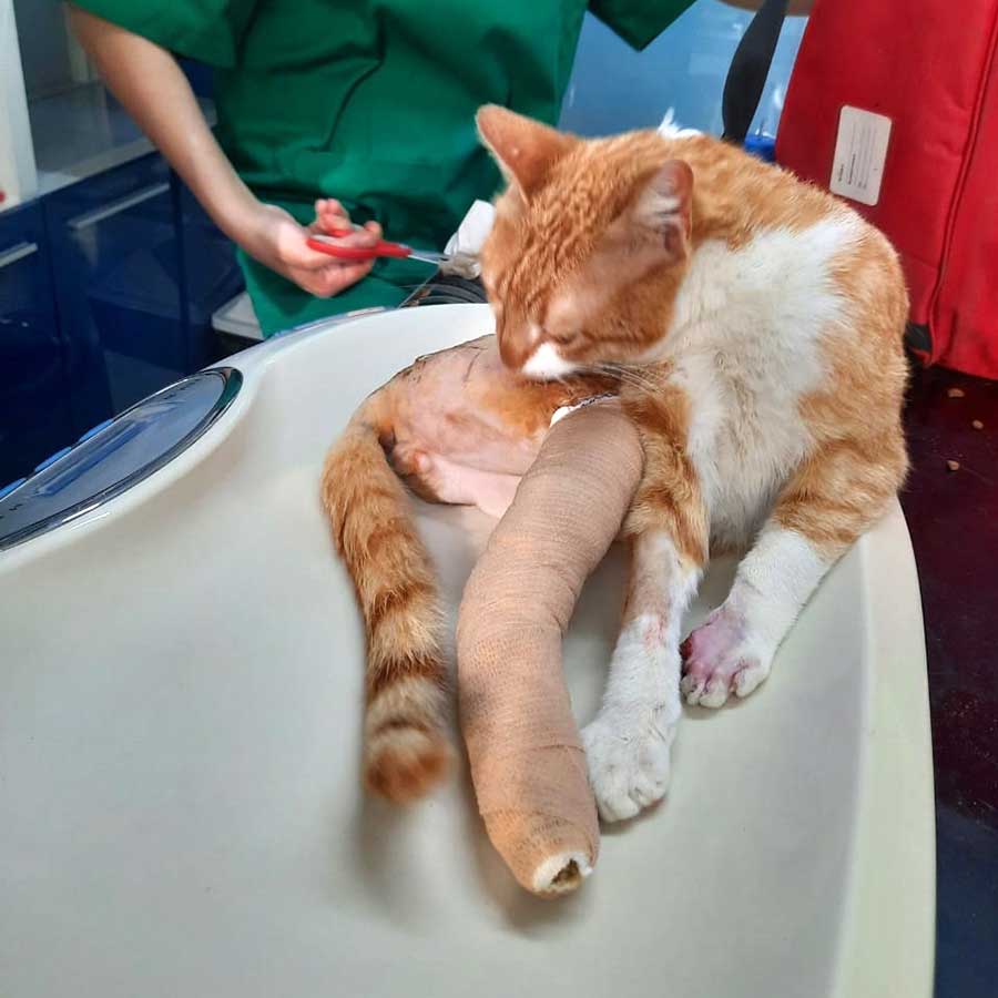 TO THE HELP OF SHELTER CASES