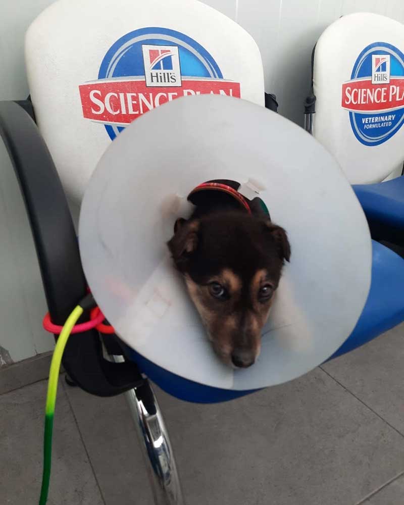 TO THE HELP OF SHELTER CASES