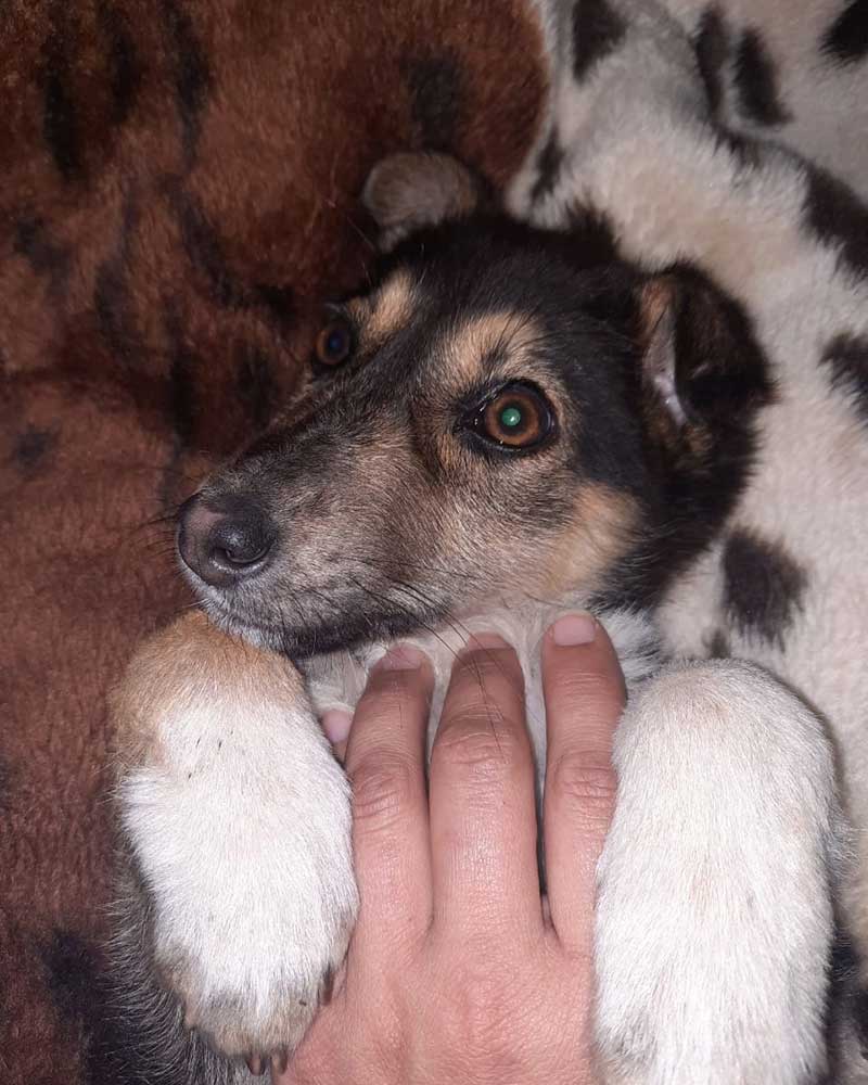 TO THE HELP OF SHELTER CASES