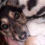 TO THE HELP OF SHELTER CASES