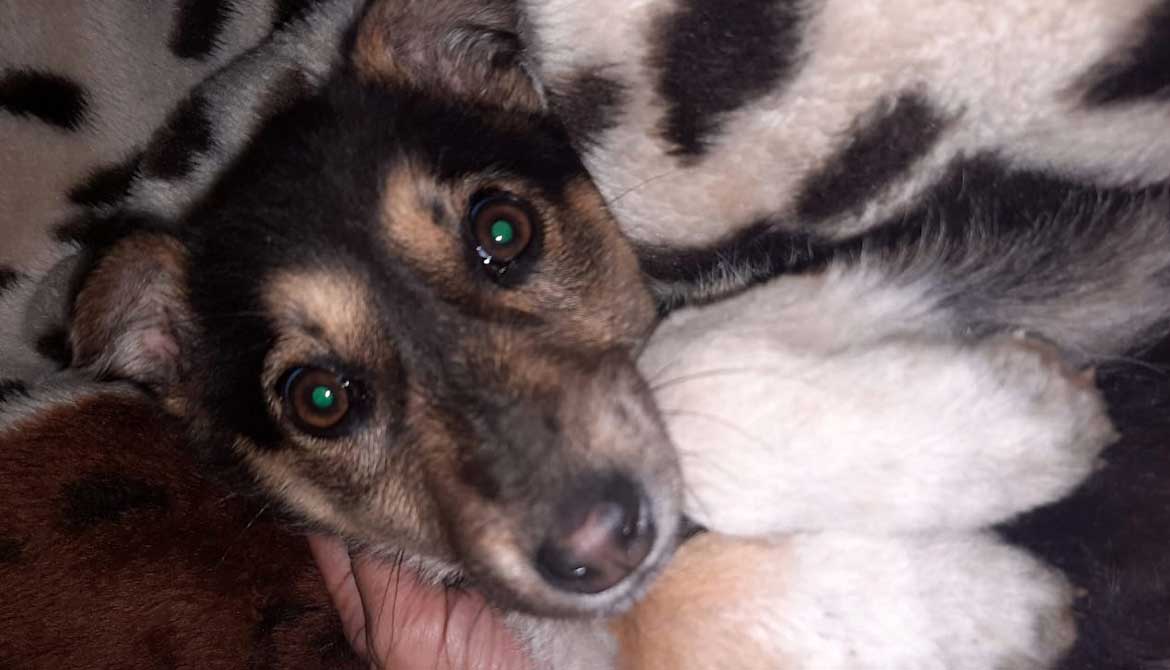 TO THE HELP OF SHELTER CASES