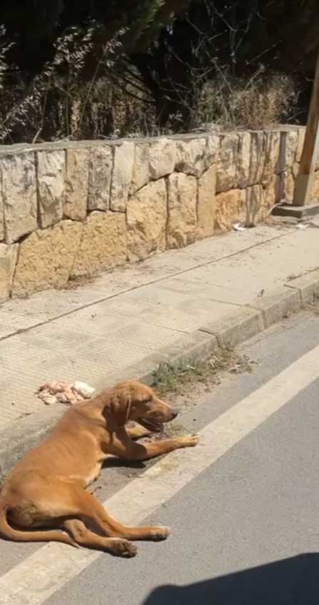 LUCKY: ANOTHER DOG HIT BY A CAR