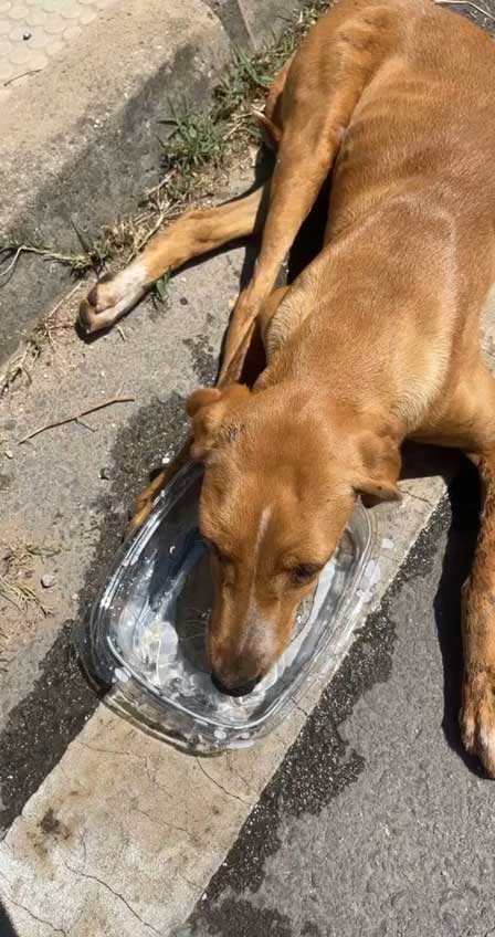 LUCKY: ANOTHER DOG HIT BY A CAR