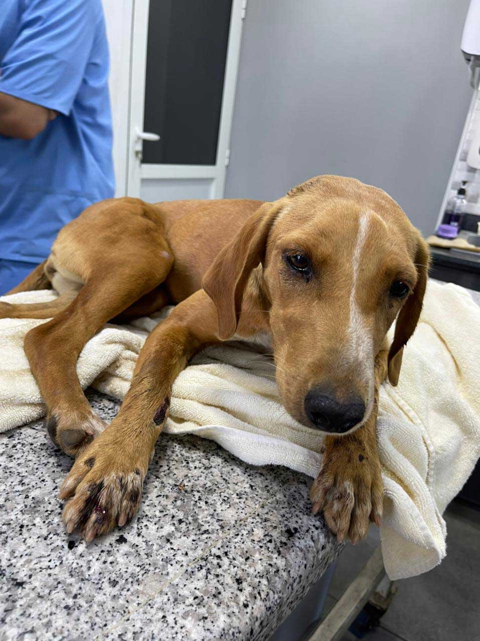 LUCKY: ANOTHER DOG HIT BY A CAR