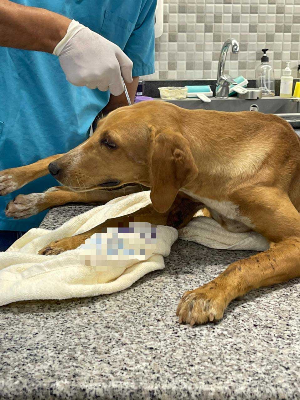 LUCKY: ANOTHER DOG HIT BY A CAR