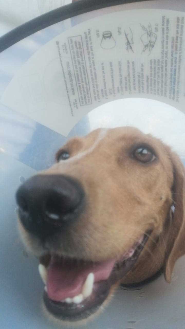 LUCKY: ANOTHER DOG HIT BY A CAR
