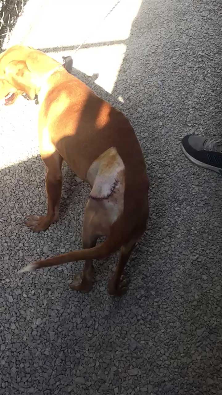 LUCKY: ANOTHER DOG HIT BY A CAR