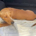 LUCKY: ANOTHER DOG HIT BY A CAR
