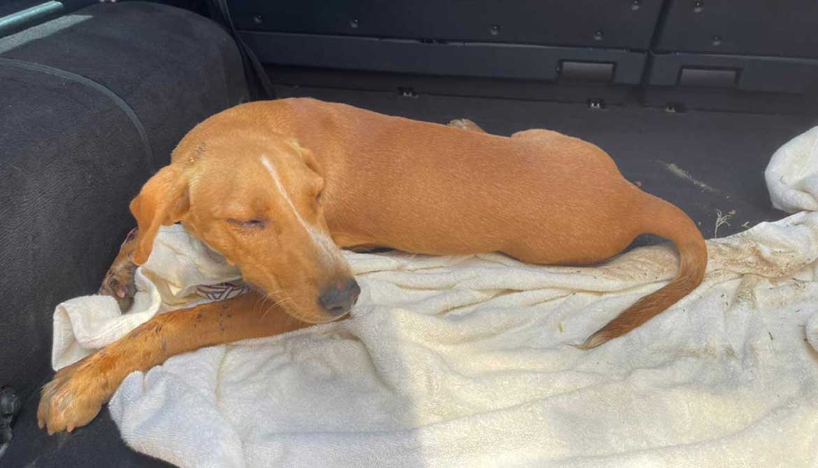 LUCKY: ANOTHER DOG HIT BY A CAR