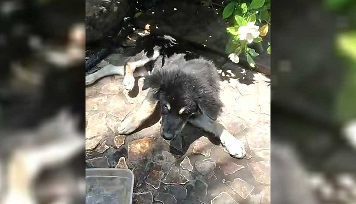 RINGO: A PUPPY DUMPED ON THE HIGHWAY