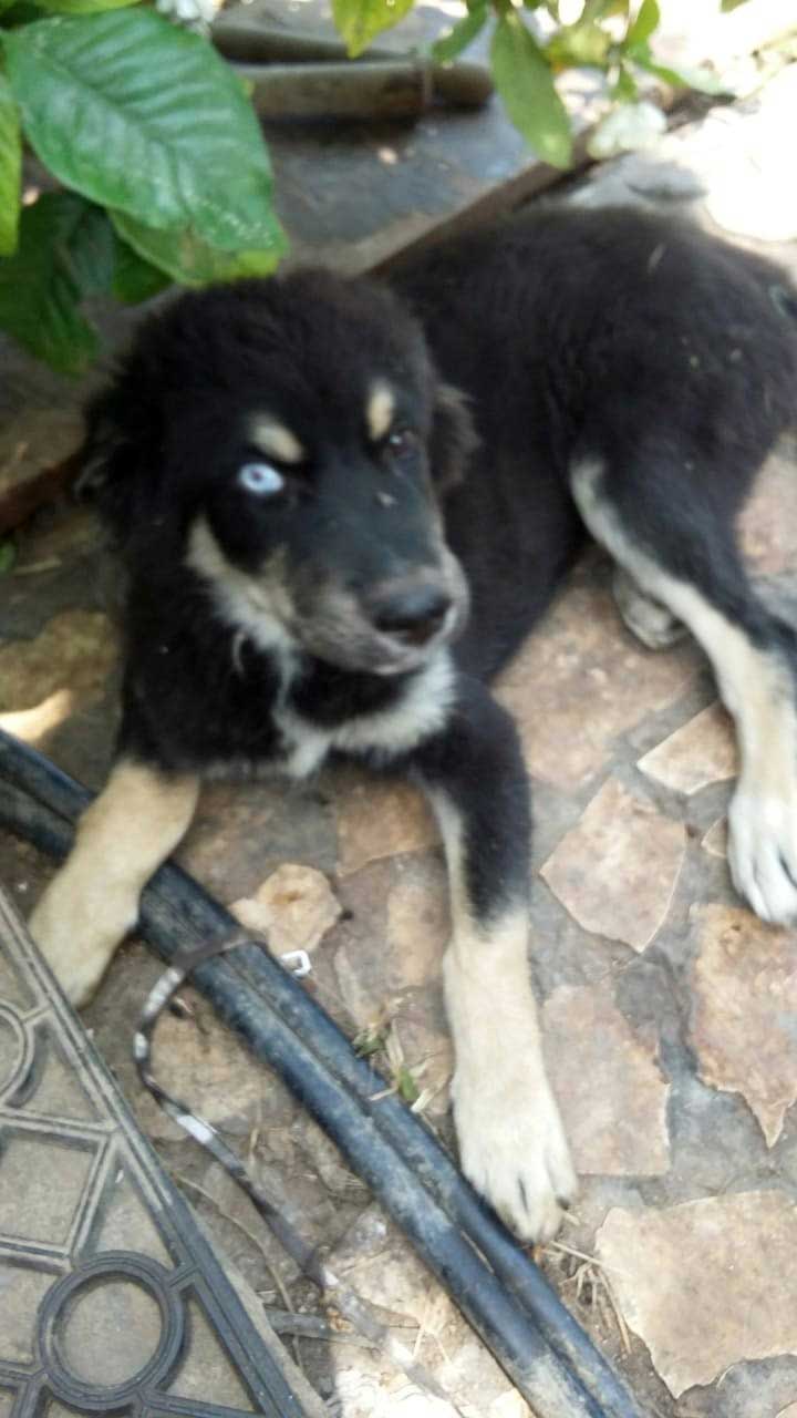RINGO: A PUPPY DUMPED ON THE HIGHWAY