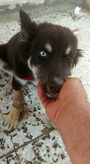 RINGO: A PUPPY DUMPED ON THE HIGHWAY