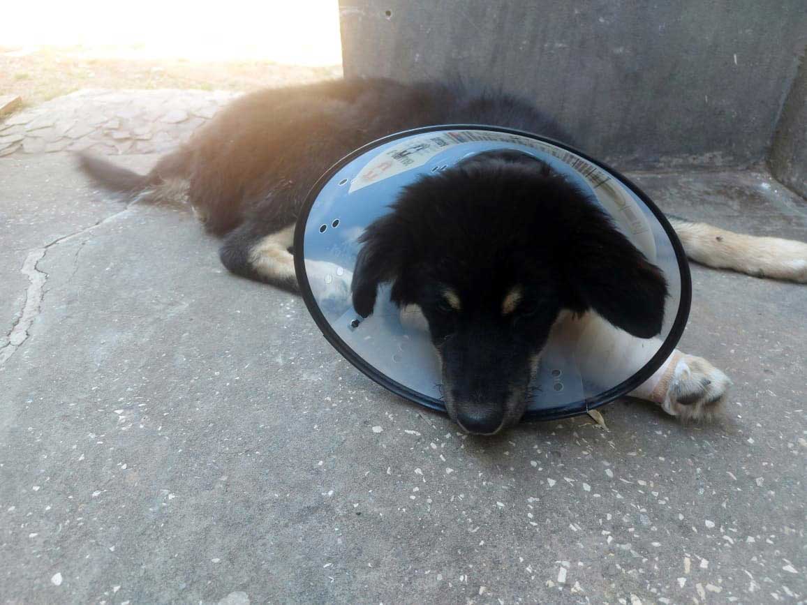 RINGO: A PUPPY DUMPED ON THE HIGHWAY
