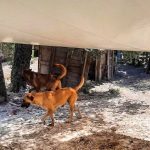 SHADES FOR A SHELTER