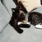 IF YOU ARE AGAINST SPAYING, WATCH THIS!