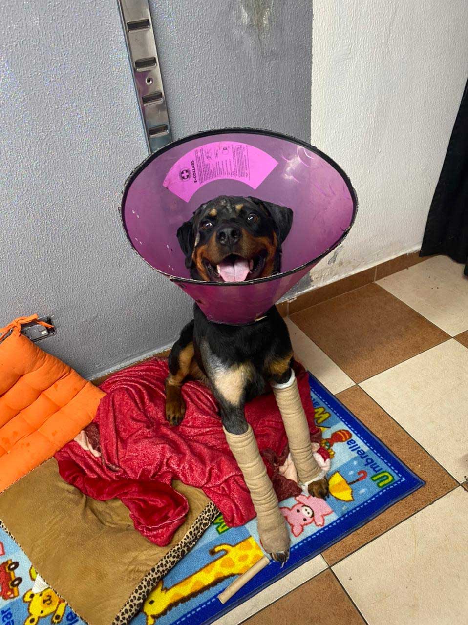 BOYCA: RESCUED DOG FROM BEING BEATEN TO ALMOST DEATH
