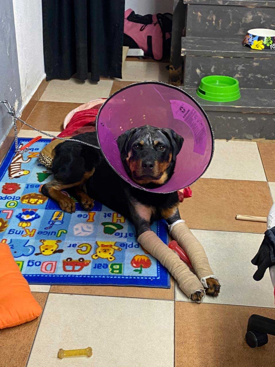 BOYCA: RESCUED DOG FROM BEING BEATEN TO ALMOST DEATH