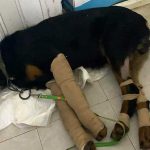 BOYCA: RESCUED DOG FROM BEING BEATEN TO ALMOST DEATH