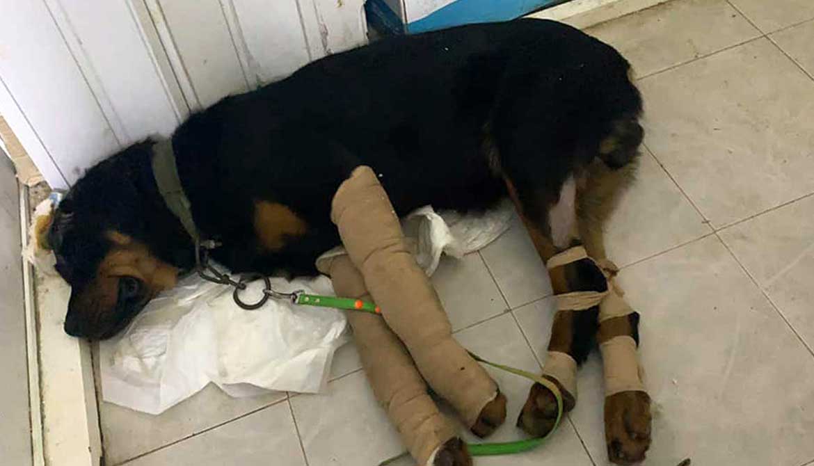 BOYCA: RESCUED DOG FROM BEING BEATEN TO ALMOST DEATH