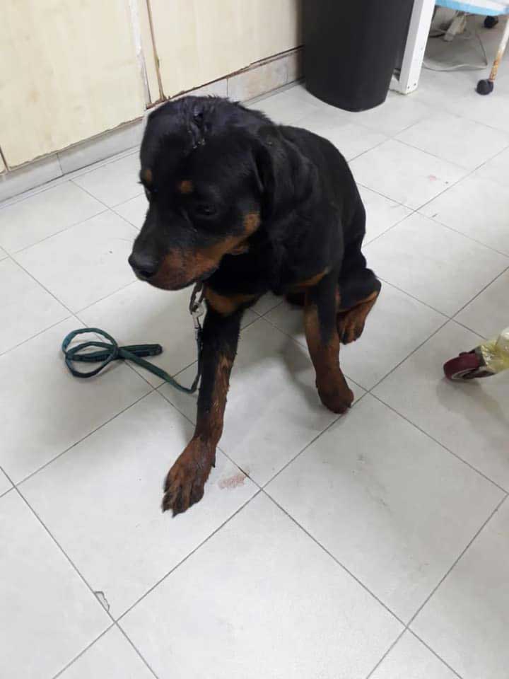 BOYCA: RESCUED DOG FROM BEING BEATEN TO ALMOST DEATH