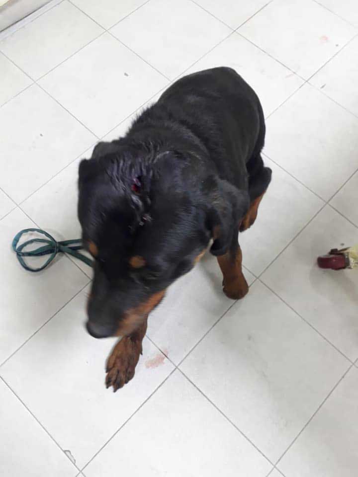 BOYCA: RESCUED DOG FROM BEING BEATEN TO ALMOST DEATH