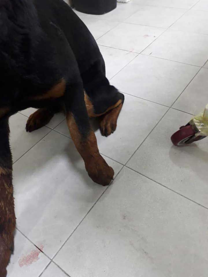 BOYCA: RESCUED DOG FROM BEING BEATEN TO ALMOST DEATH