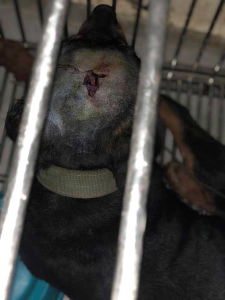 BOYCA: RESCUED DOG FROM BEING BEATEN TO ALMOST DEATH