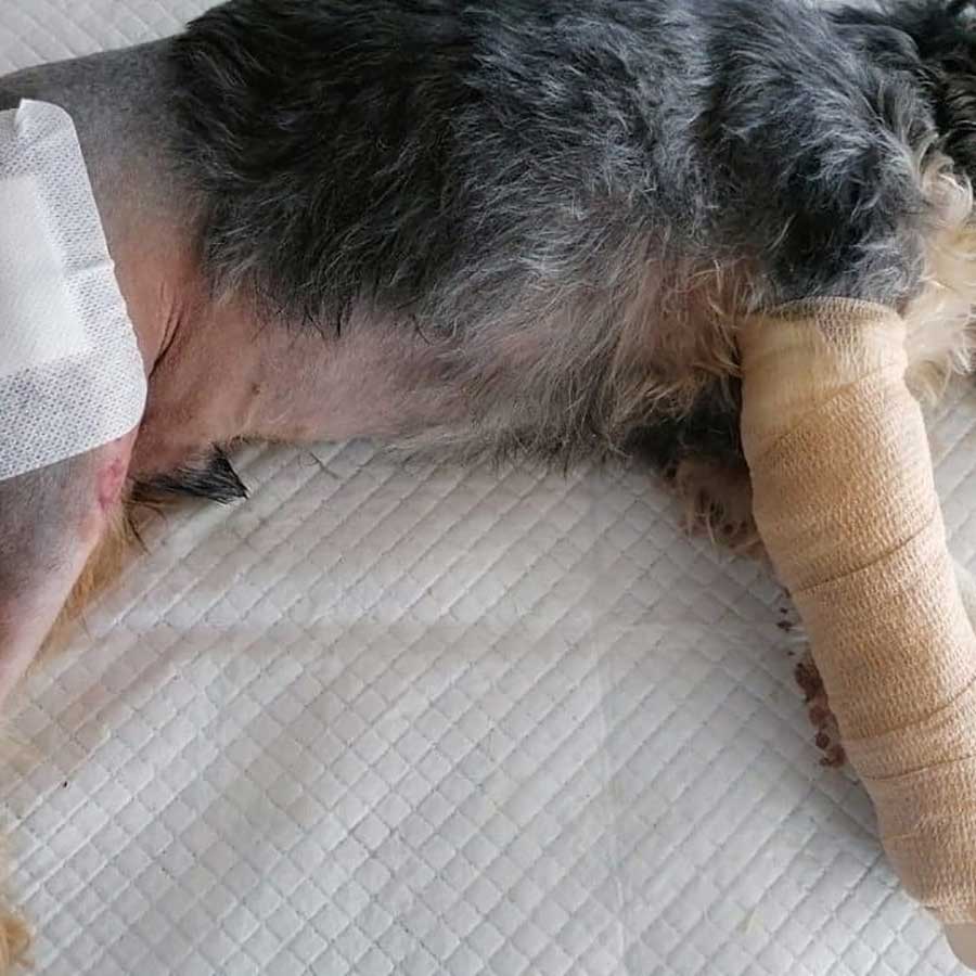 A BACK LEG SURGERY FOR COOKIE