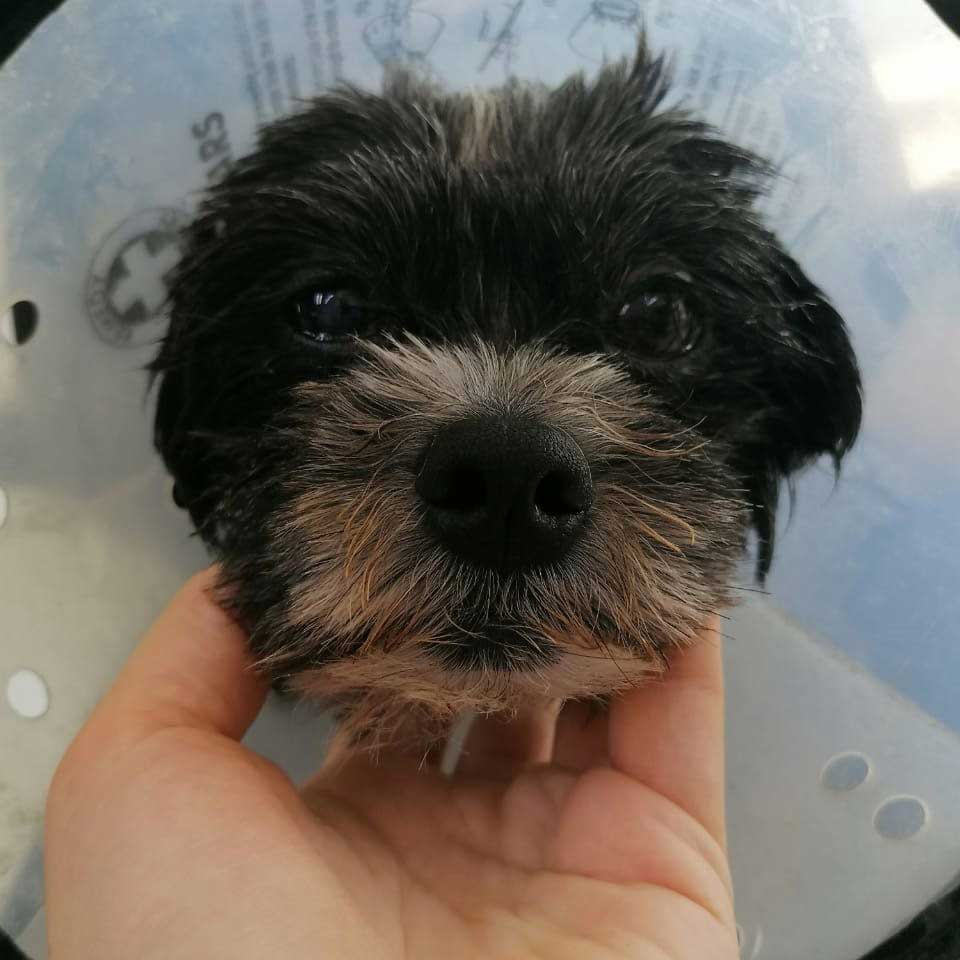 A MRI NEEDED FOR THE DOG DIEGO