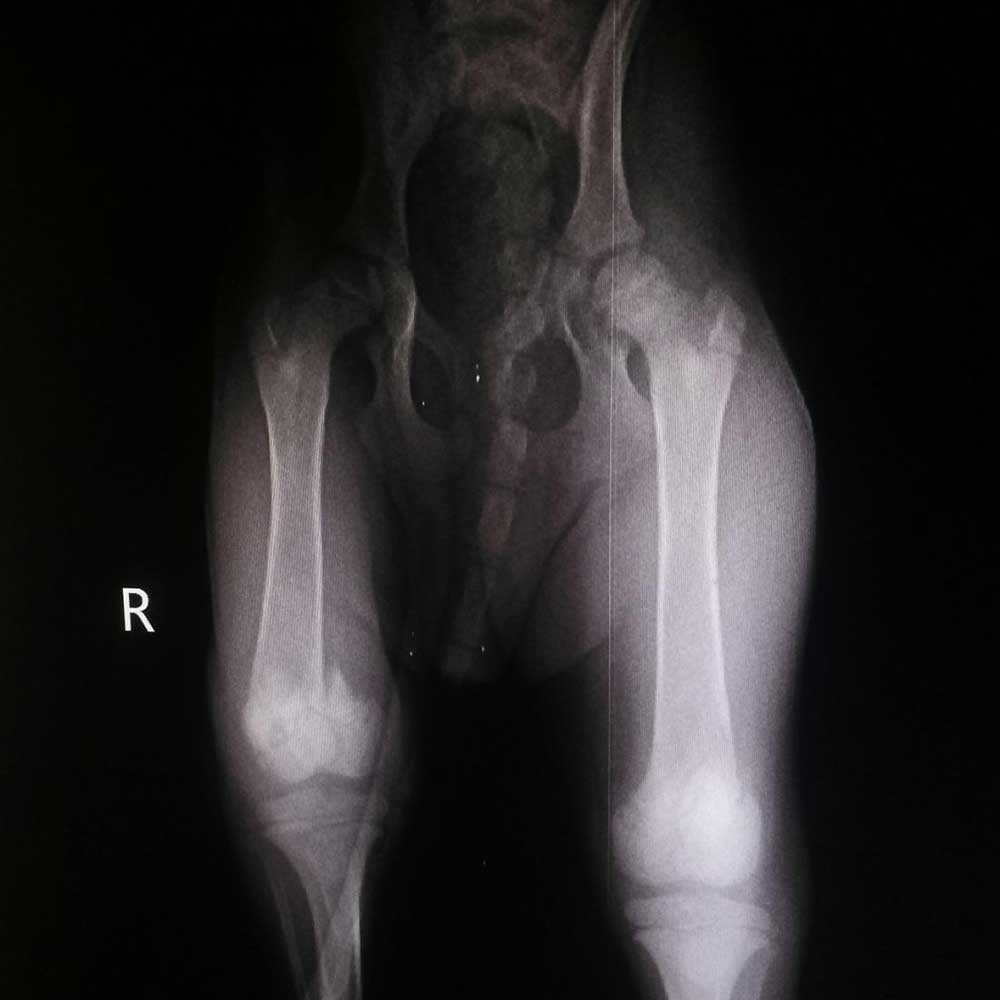 GOLDIE: THE PUPPY HIT BY A CAR