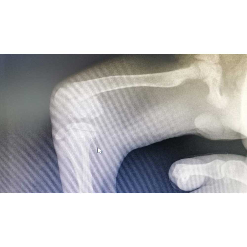 GOLDIE: THE PUPPY HIT BY A CAR